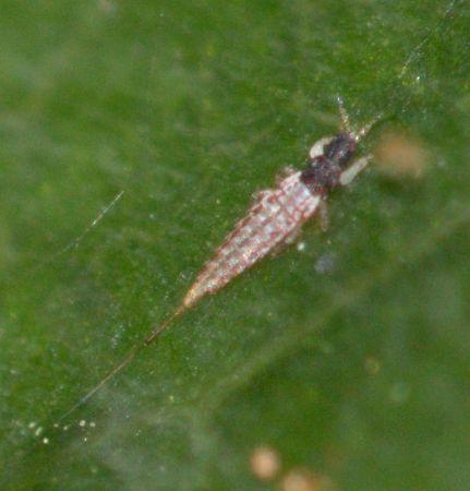 Réf. 261 168 : Baenothrips moundi